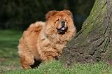 CHOW CHOW 598